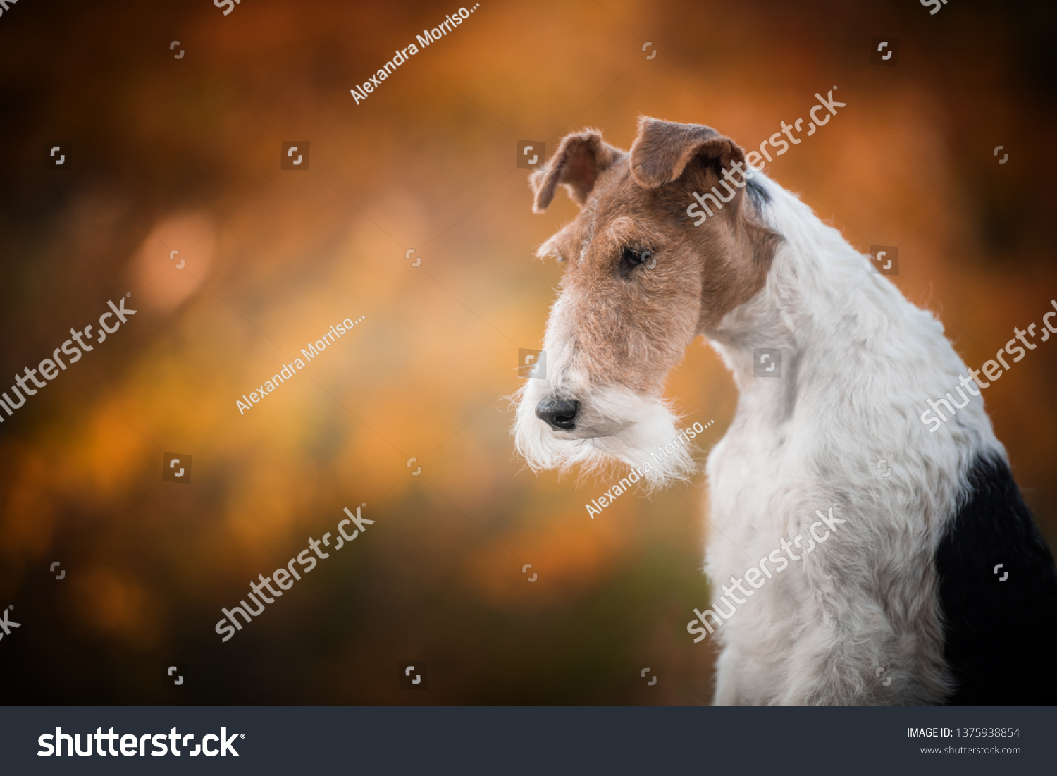 Fox terrier autumn portrait #1375938854