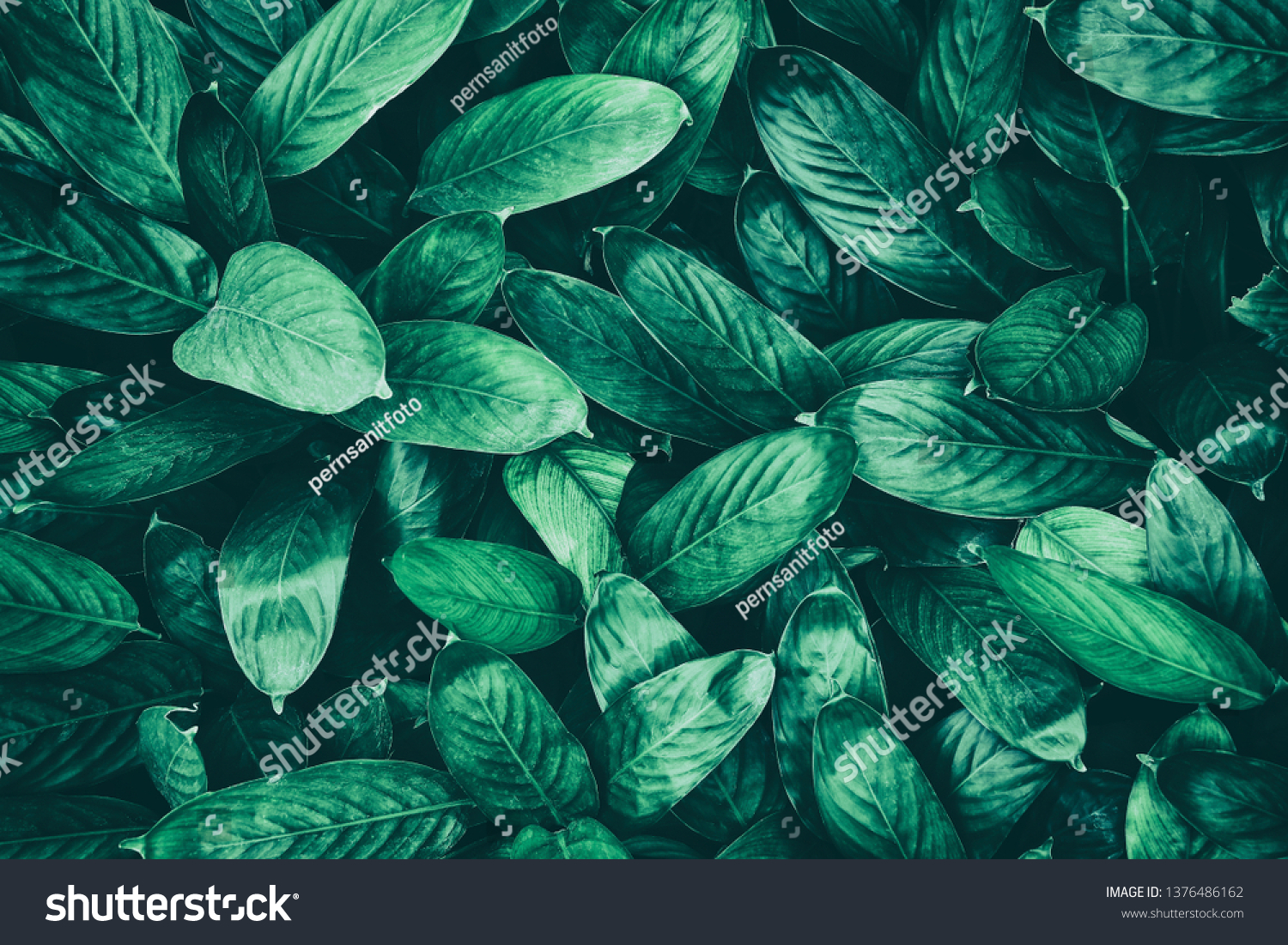 tropical leaf, dark green foliage in rain forest, nature background #1376486162