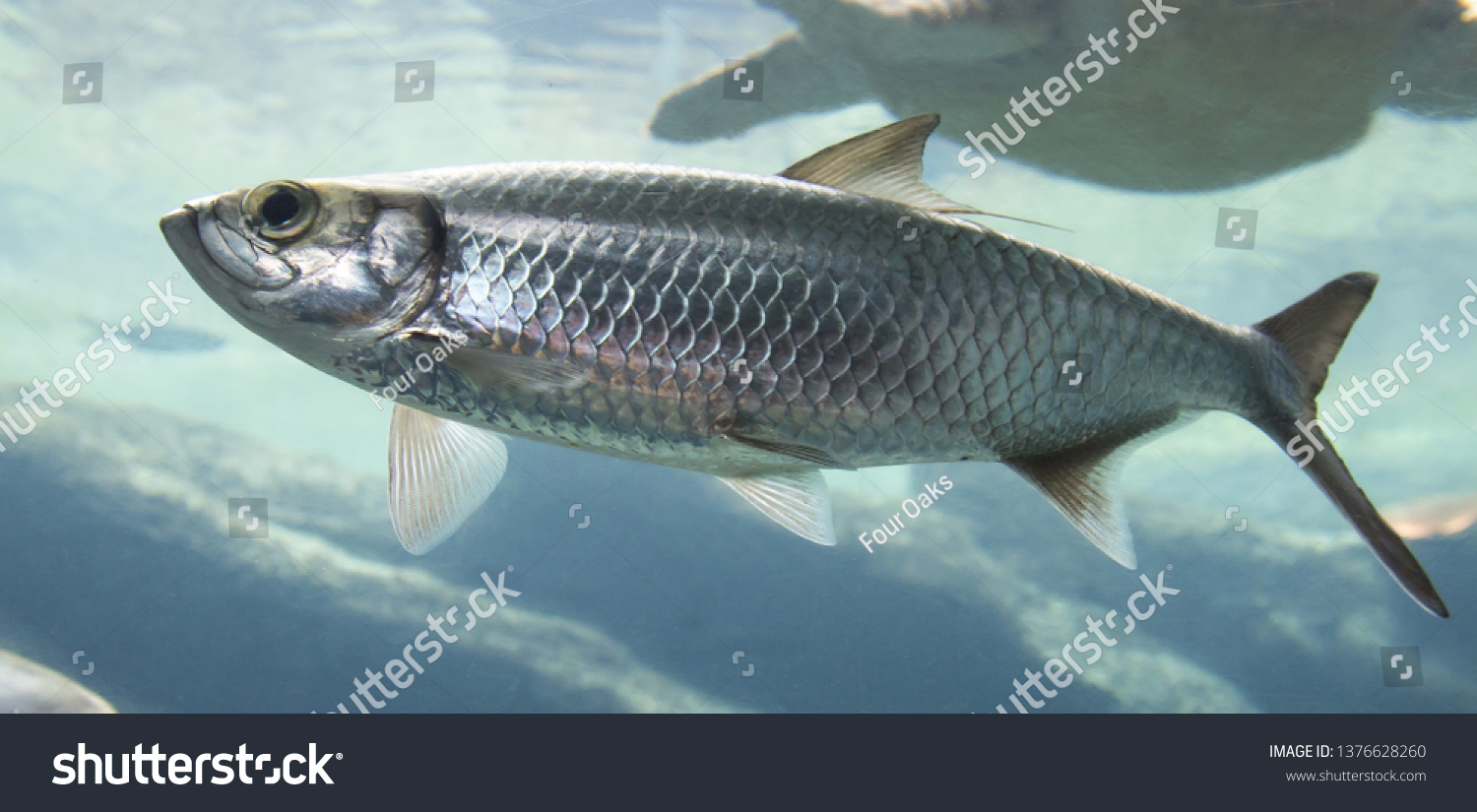 Silver Atlantic herring fish swimming in clear sea water #1376628260
