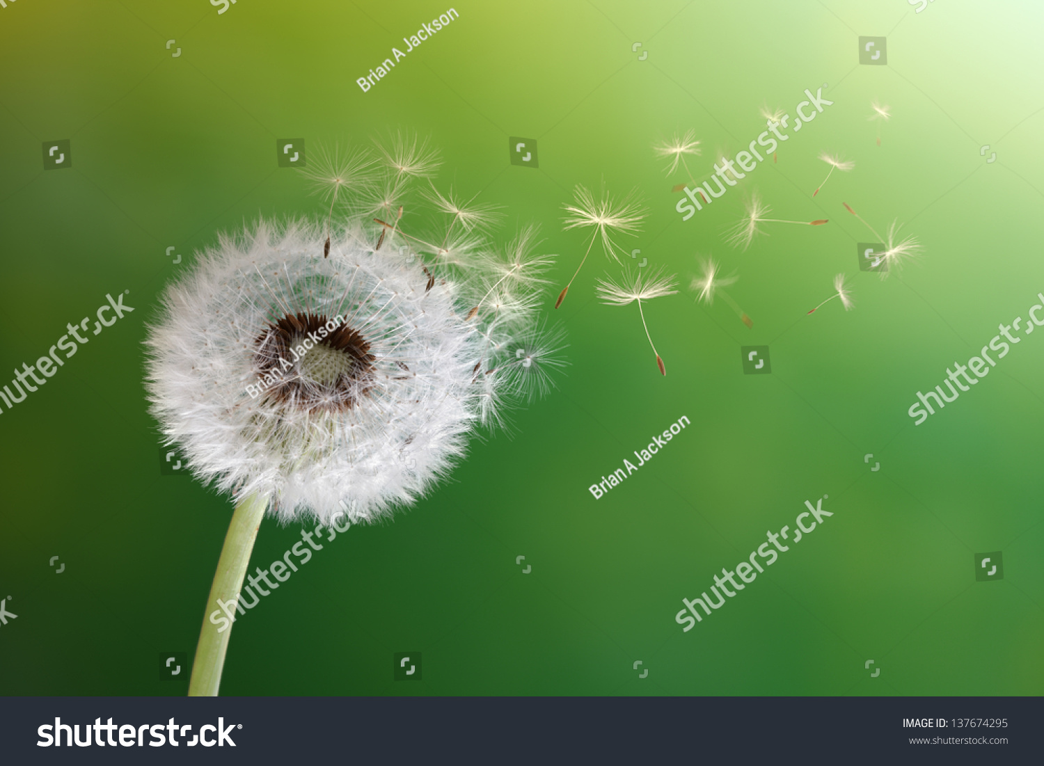Dandelion seeds in the morning sunlight blowing away across a fresh green background #137674295