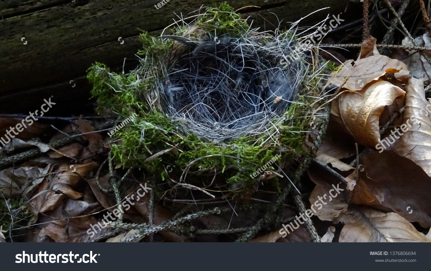 empty bird nest in forest #1376806694