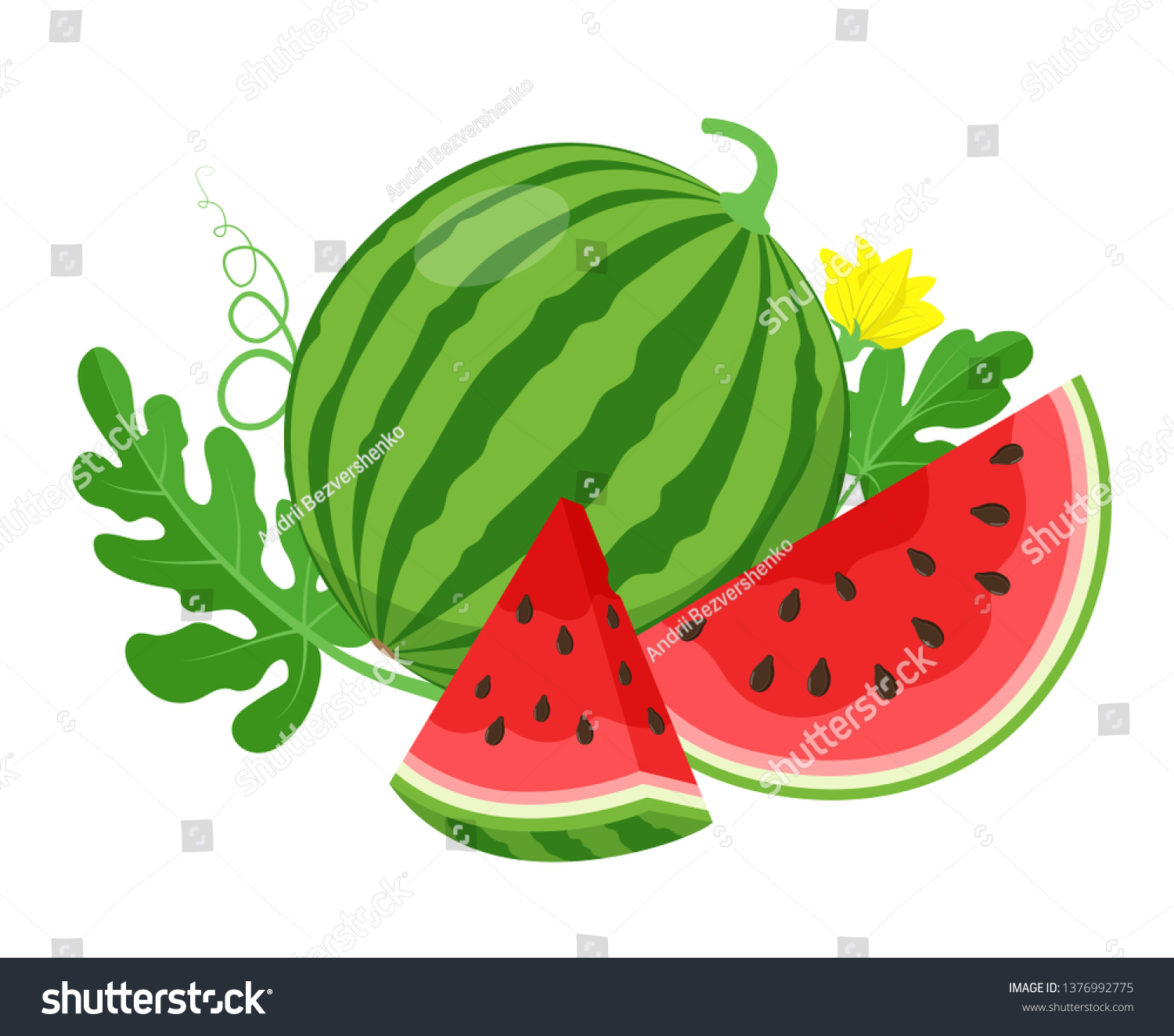 Watermelon and juicy slices, green leaves and yellow watermelon flower vector illustration in flat design. Summer food concept illustration isolated on white background. #1376992775