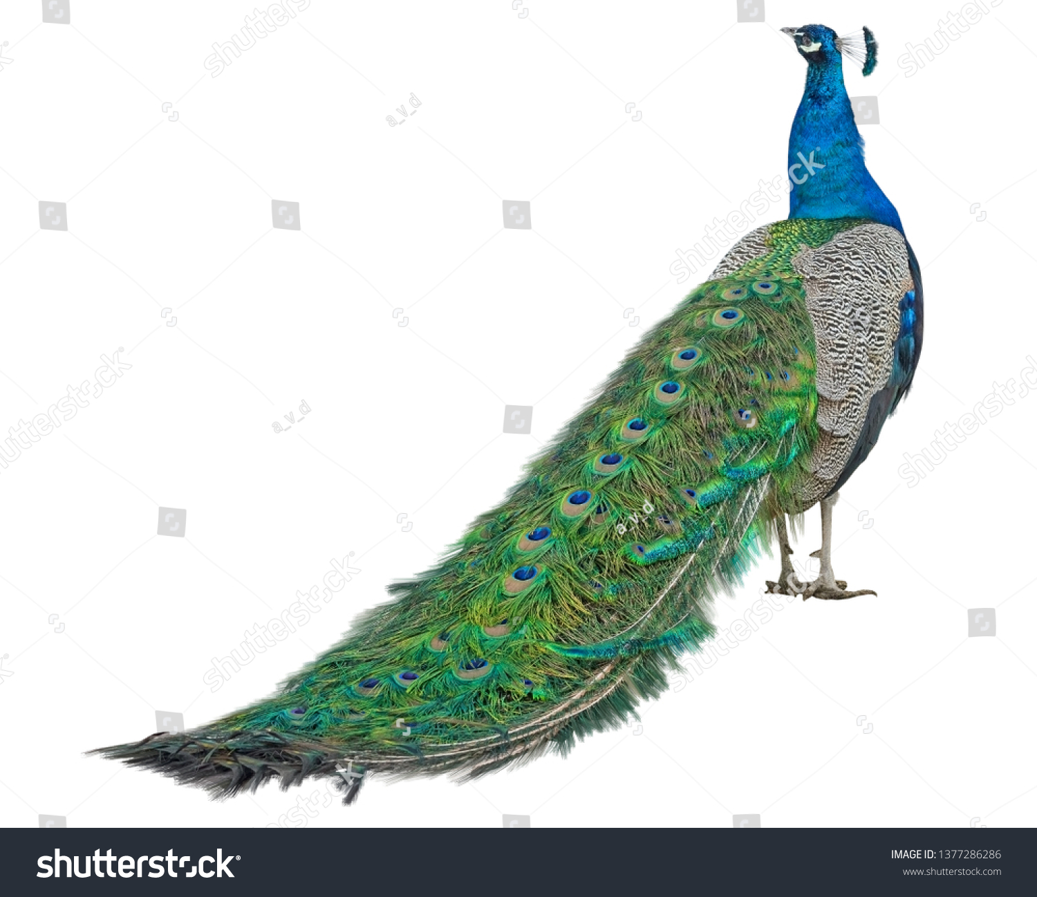 Beautiful Peacock Isolated On White Background #1377286286