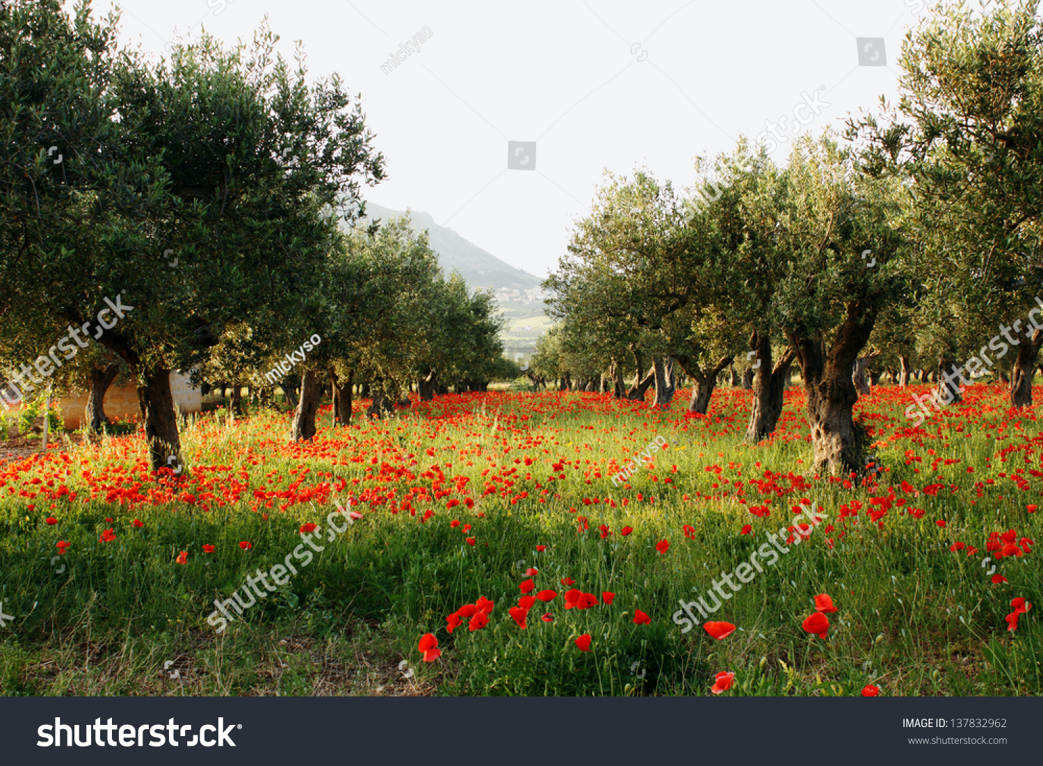 Trees of olives on a field of poppies #137832962