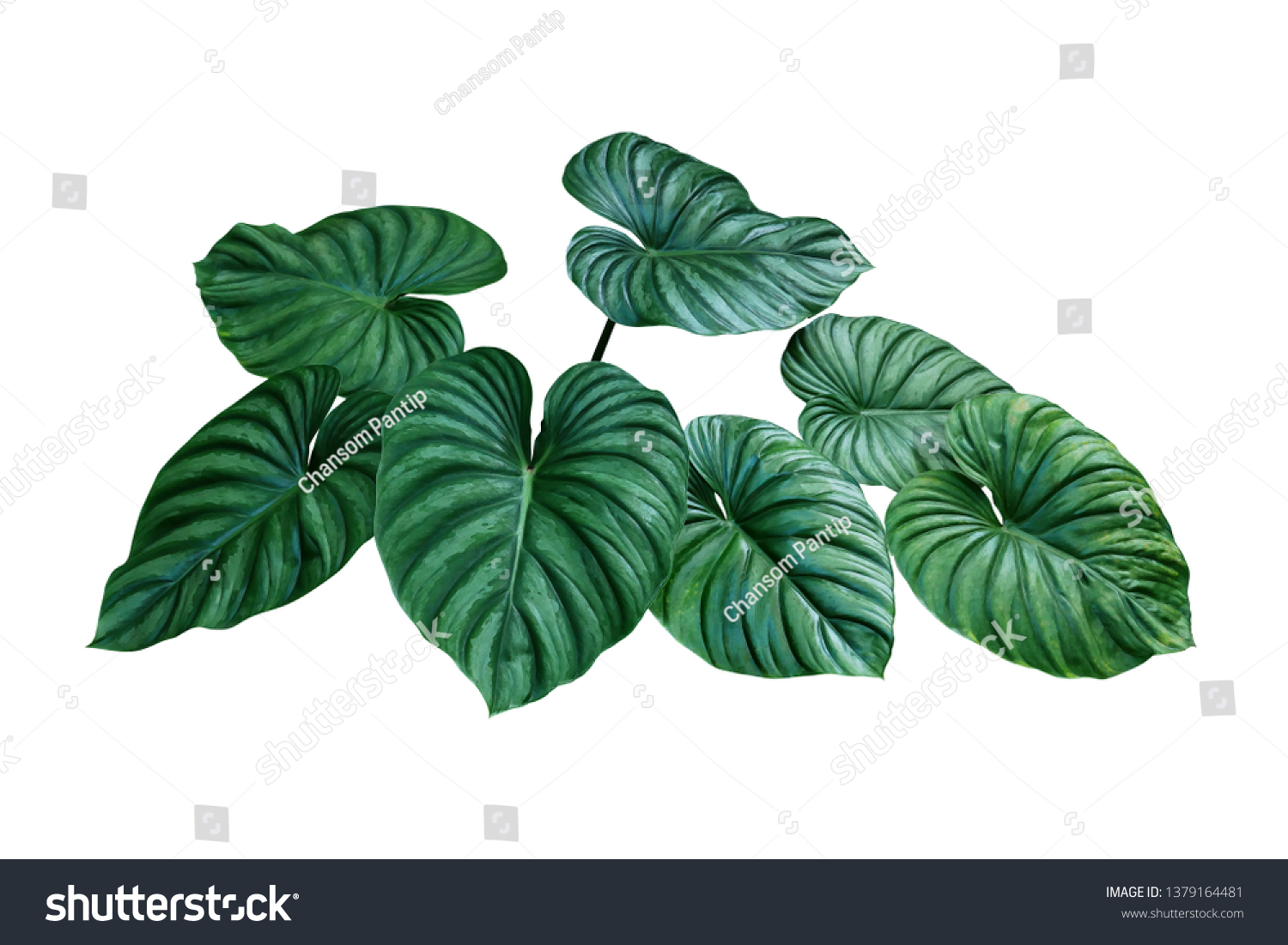 Heart shaped bicolors leaves of Philodendron plowmanii the rare exotic rainforest foliage plant isolated on white background, clipping path included. #1379164481
