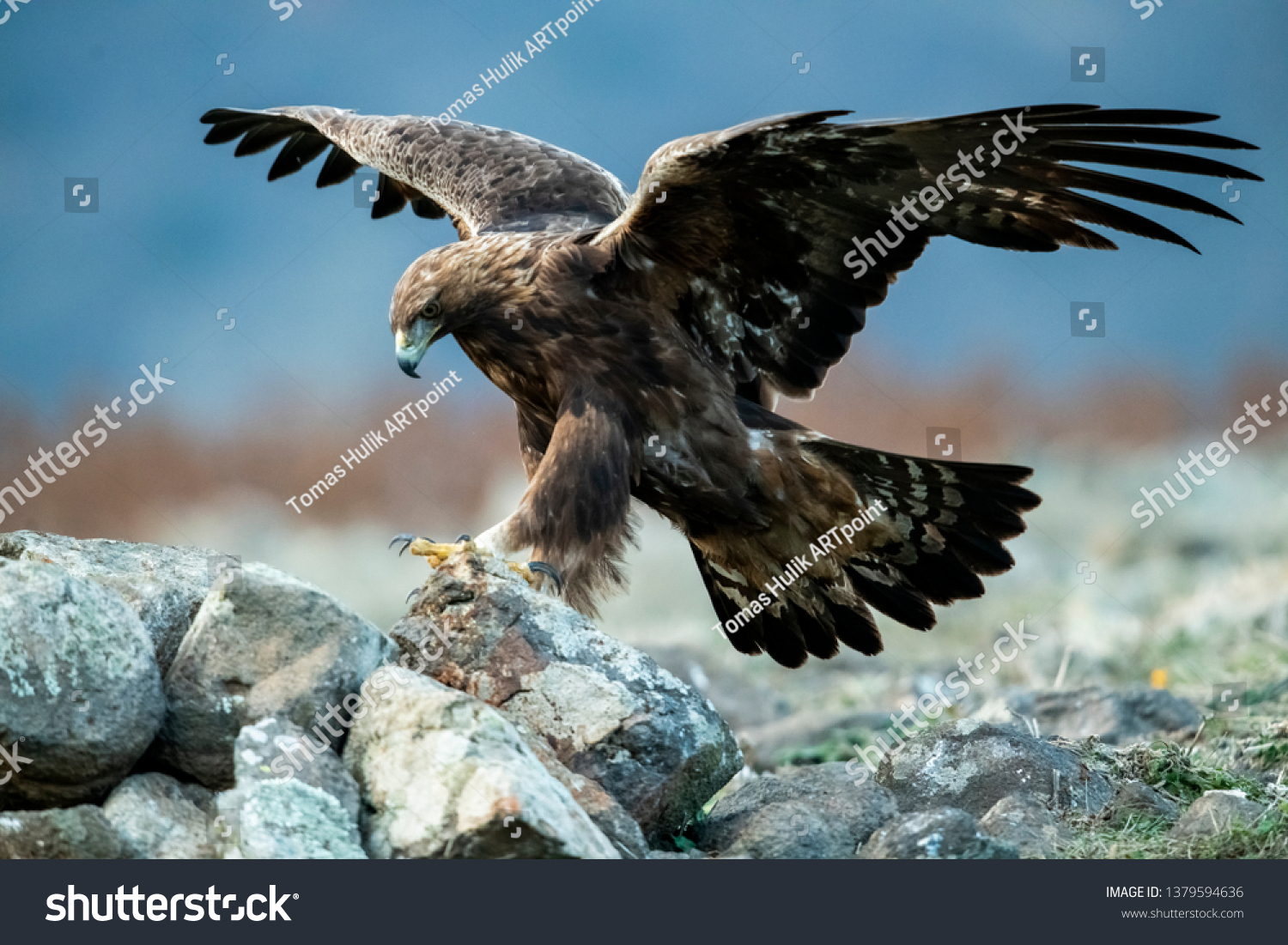 Goldean Eagle (Aquila chrysaetos) at mountain meadow in Eastern Rhodopes, Bulgaria #1379594636