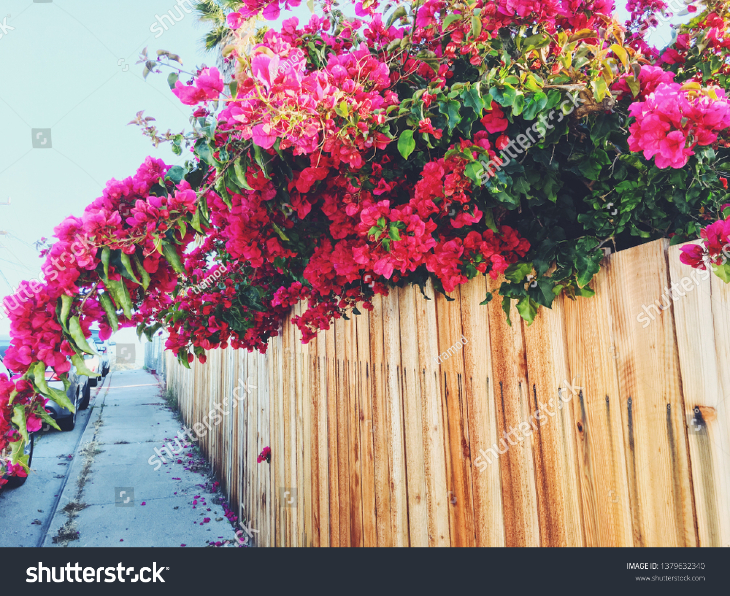 New fence with bogenvia blooming #1379632340