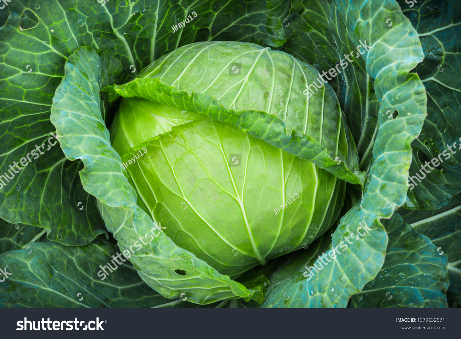 Fresh organic cabbage in the garden #1379632571