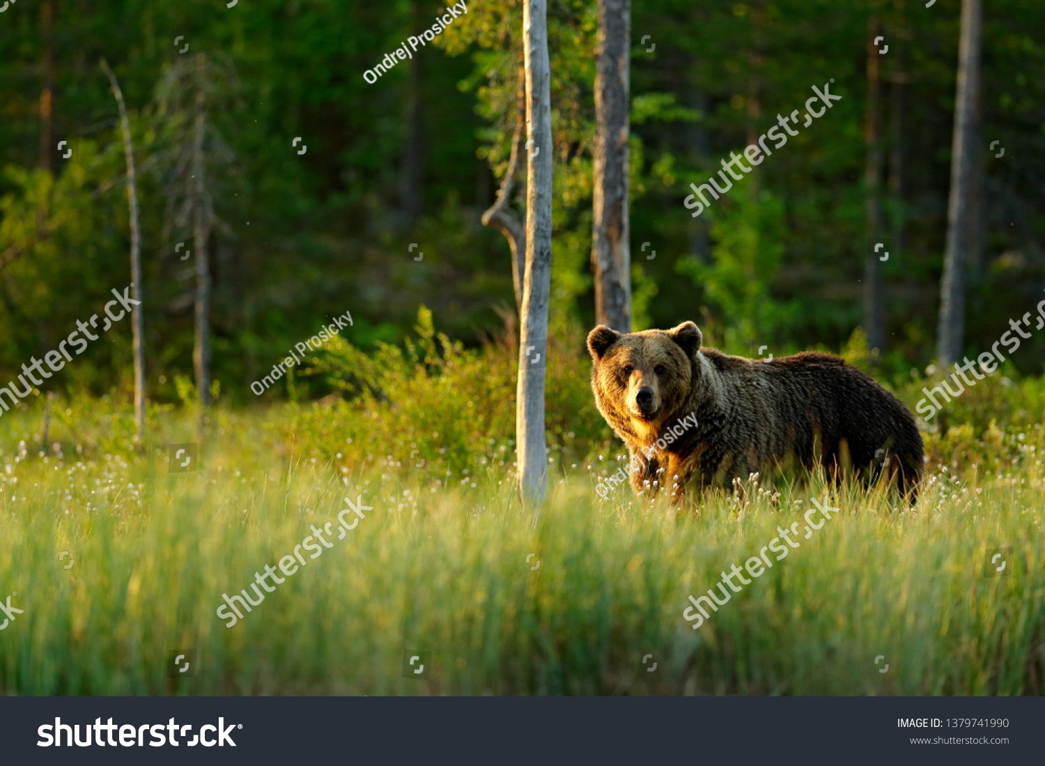 Sunset, morning light with big brown bear walking around lake in the morning light. Dangerous animal in nature forest and meadow habitat. Wildlife scene from Finland near Russian border. #1379741990