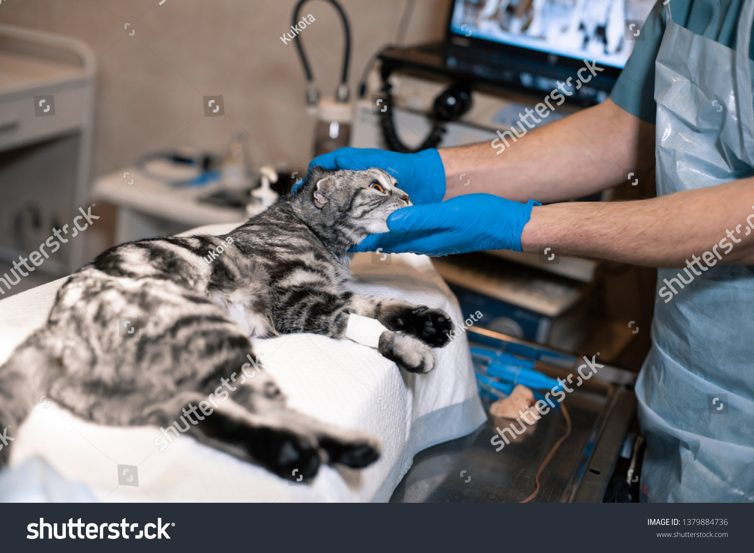 anesthesiologist prepares a cat for surgery. Pet surgery. Pet surgery. #1379884736