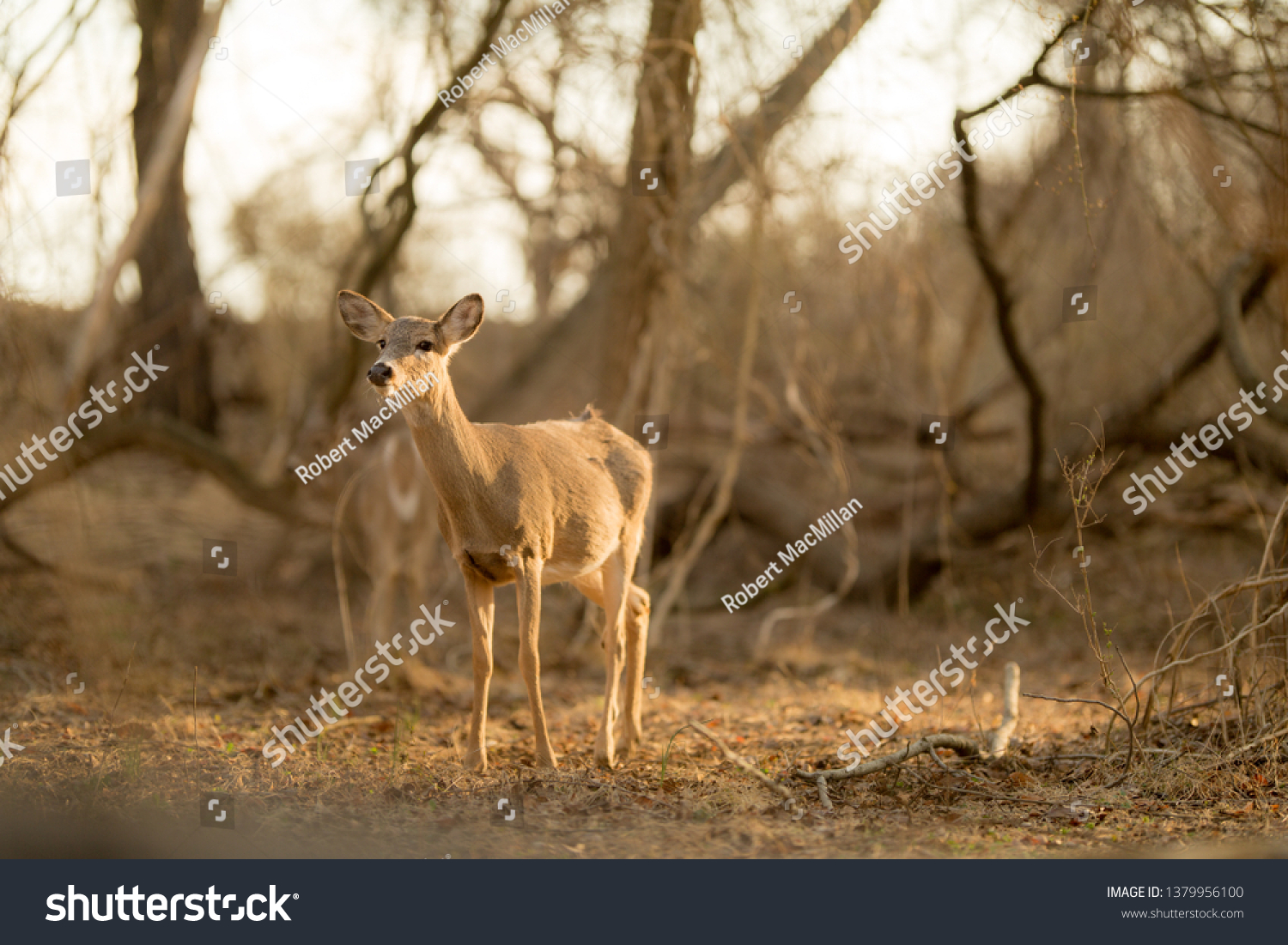 Young Whitetail Deer standing in the woods during sunrise.   The Deer were spotted in Playwicki Farms, located in Bucks County, Pennsylvania. #1379956100