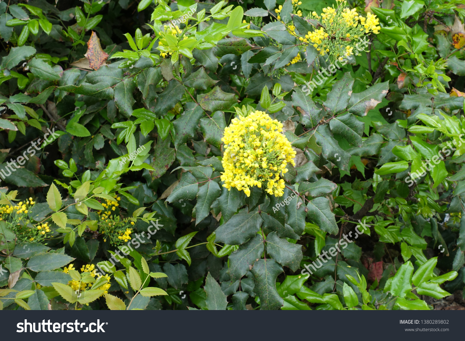 Yellow flowers in the leafage of Oregon grape in spring #1380289802