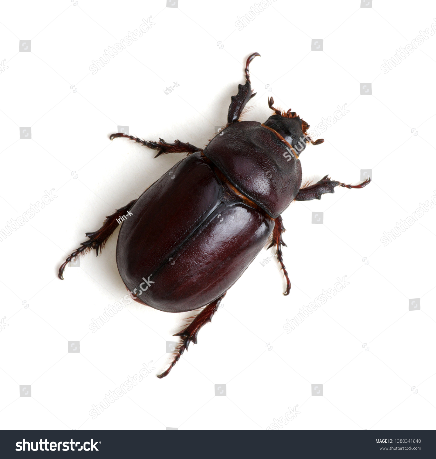 Beetle isolated on white background #1380341840