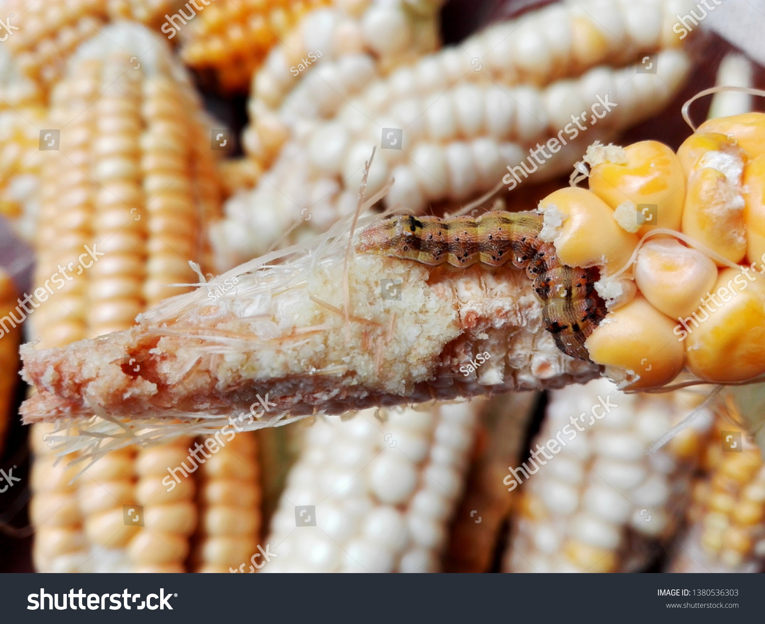 Caterpillar of European corn borer or high-flyer (Ostrinia nubilalis) on corn cob & grains. Moth of family Crambidae. Pest caterpillar of maize crop. Earworm or bollworm caterpillar eat fresh corn cob #1380536303
