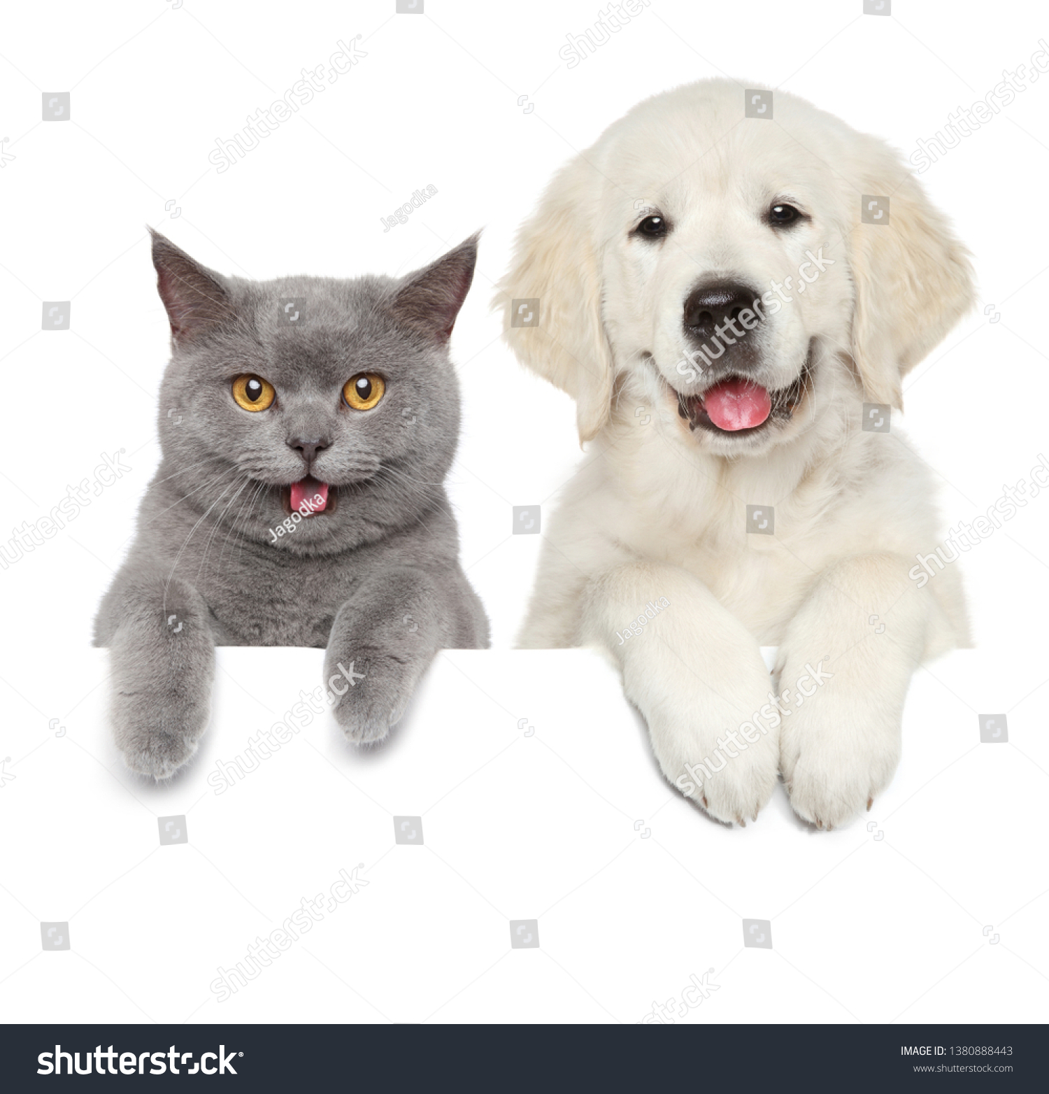 Cat and dog over white banner. Animal themes #1380888443