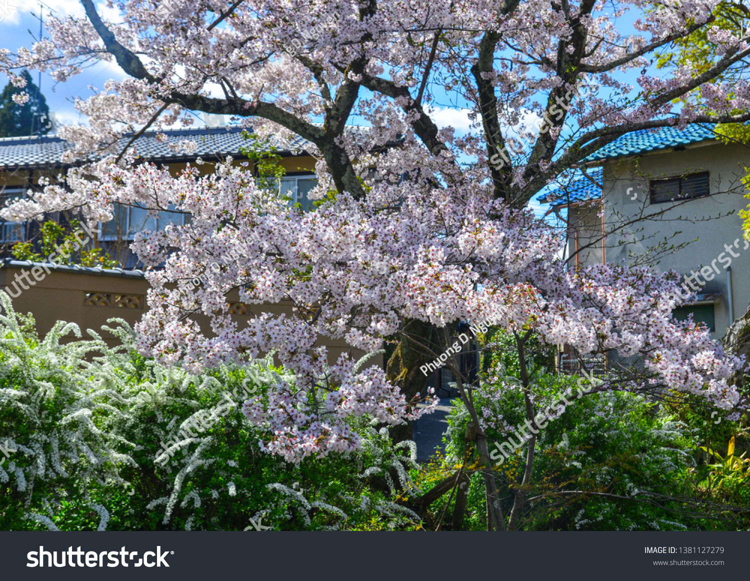 Cherry trees with flowers in Kyoto, Japan. Cherry blossom (sakura) will start blooming around the late March in Japan. #1381127279