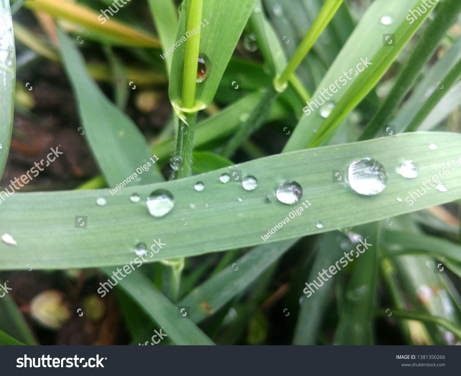 Grass with dew drops background #1381350266