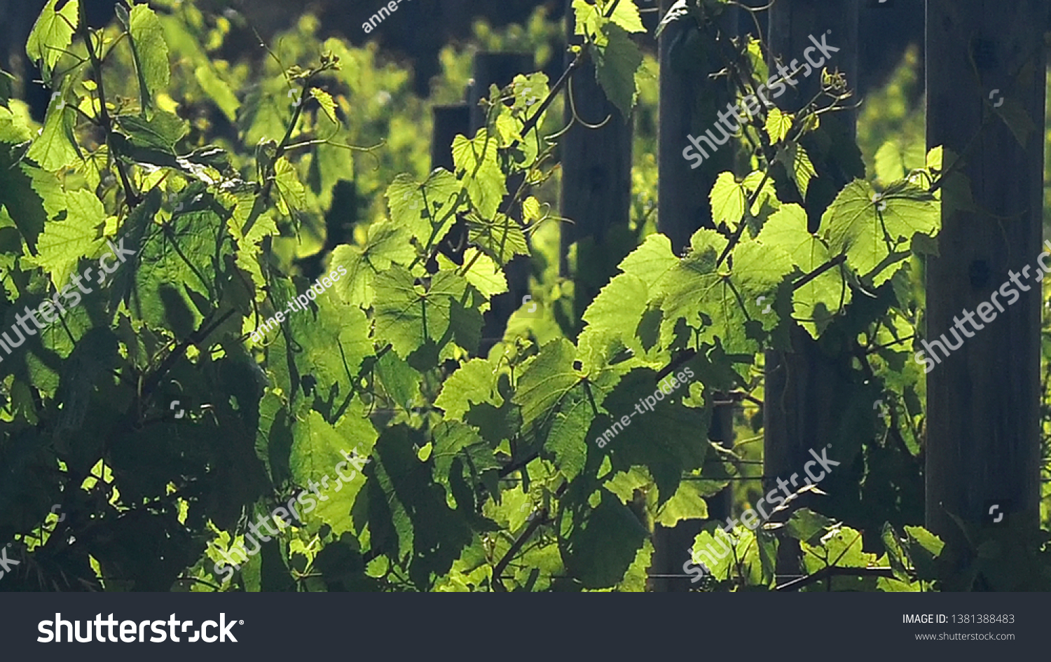  Bright, Contrasty composition of Grape Vines, later afternoon.
Close up, with back light of Grape Vines in the Margaret River Region. #1381388483