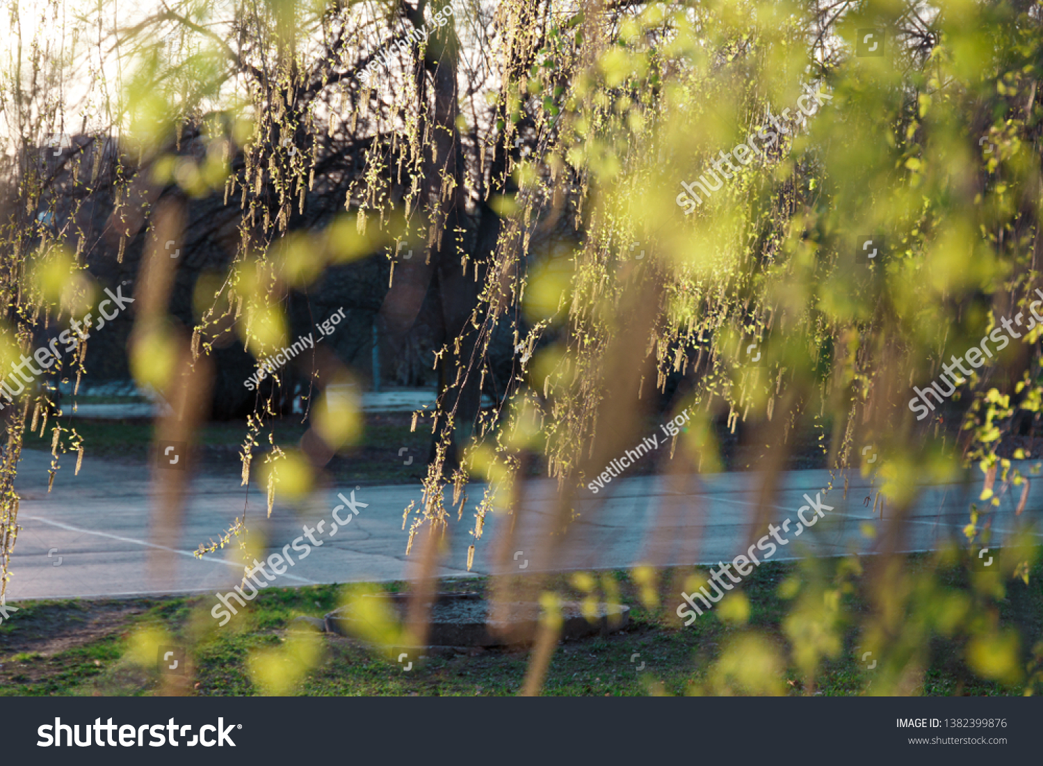 Spring summer natural background. Copy space. Beautiful young birch leaves in the spring in the Golden rays of the sun. Template for design. Template for design #1382399876