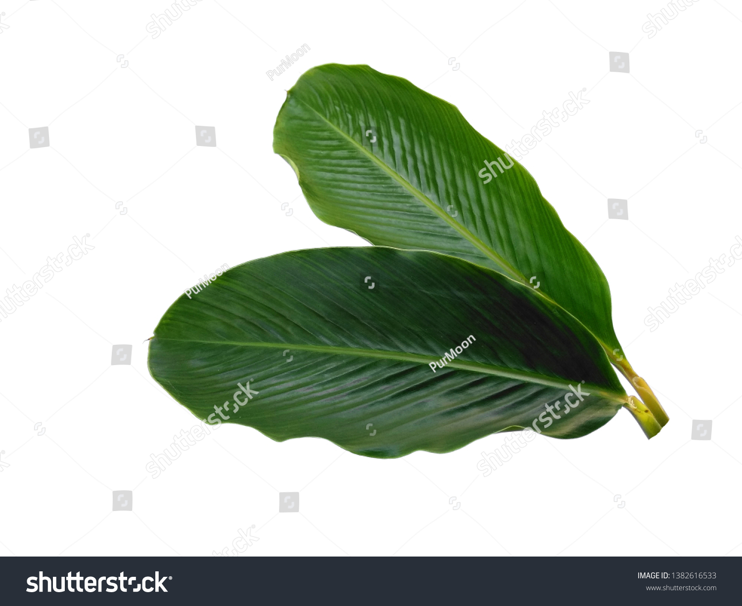 Green leaf isolated on white background. Red Ginger leaves or Alpinia purpurata leaf on white background. #1382616533