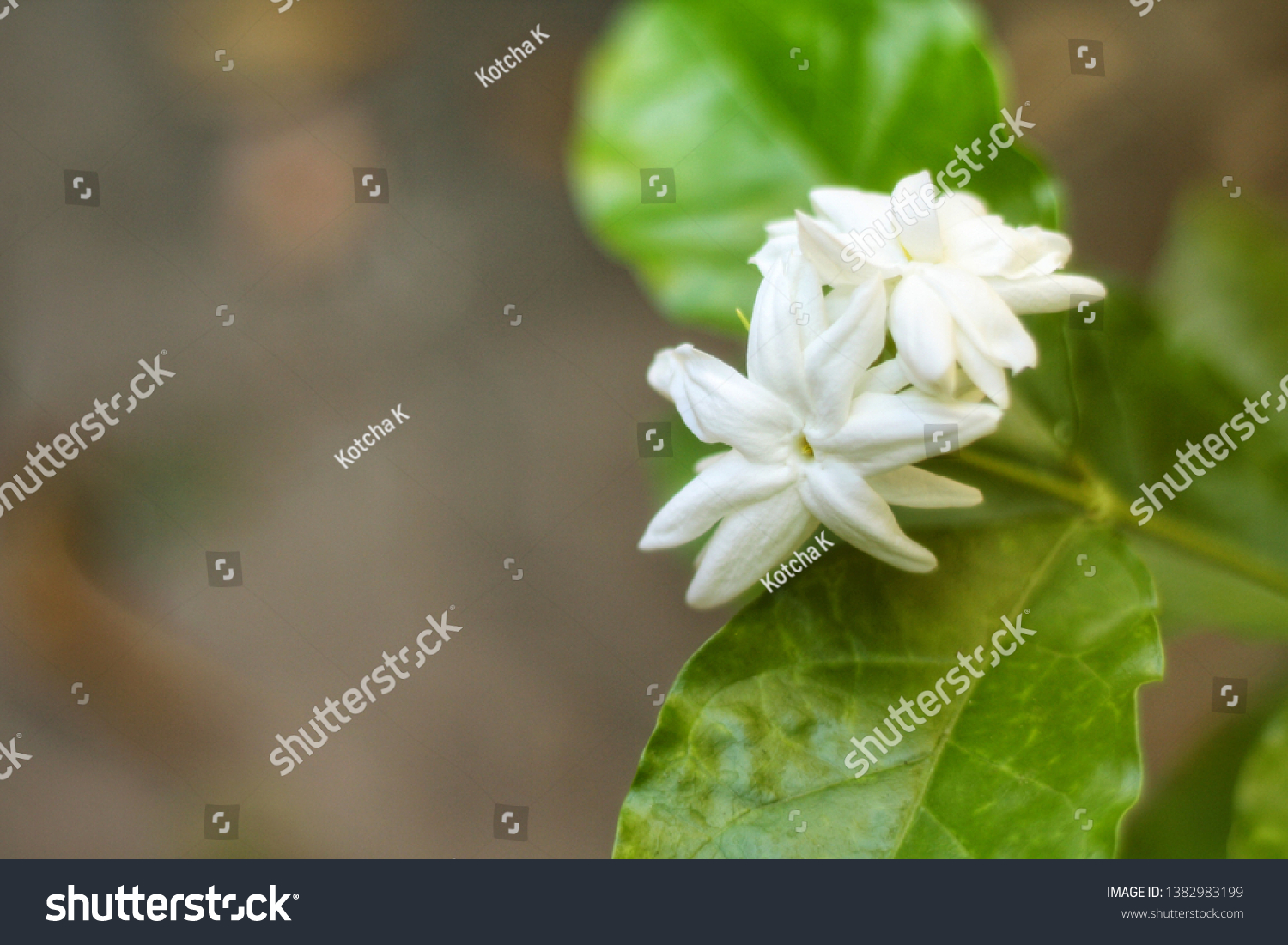Blooming Jasmine(Jasminum sambac) flower bouquet on its tree in the garden with ground background.Have very fresh smell.Blooming in April.Selective focus.Selective focus. #1382983199