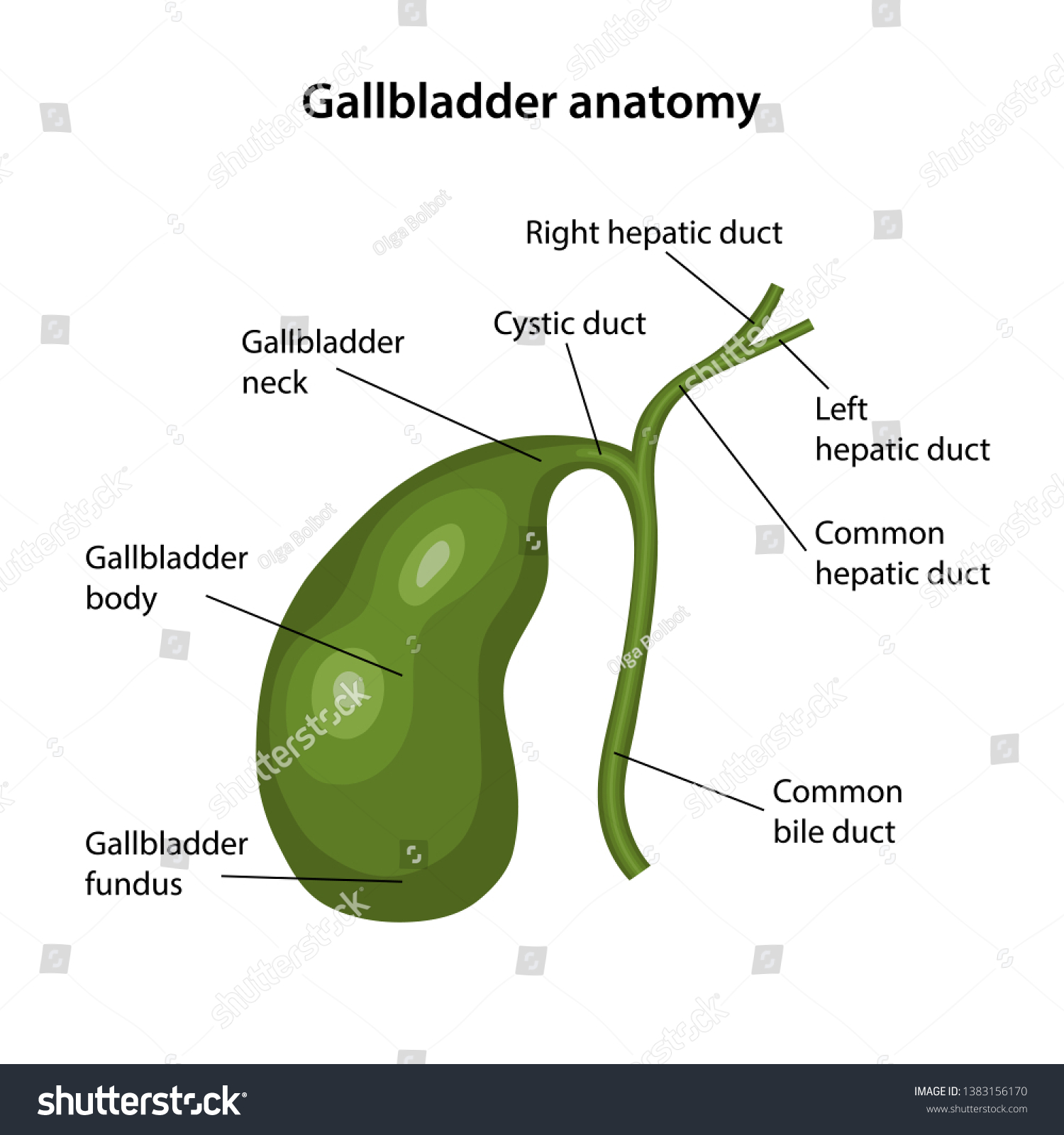 Anatomy of the gallbladder with description of Royalty Free Stock