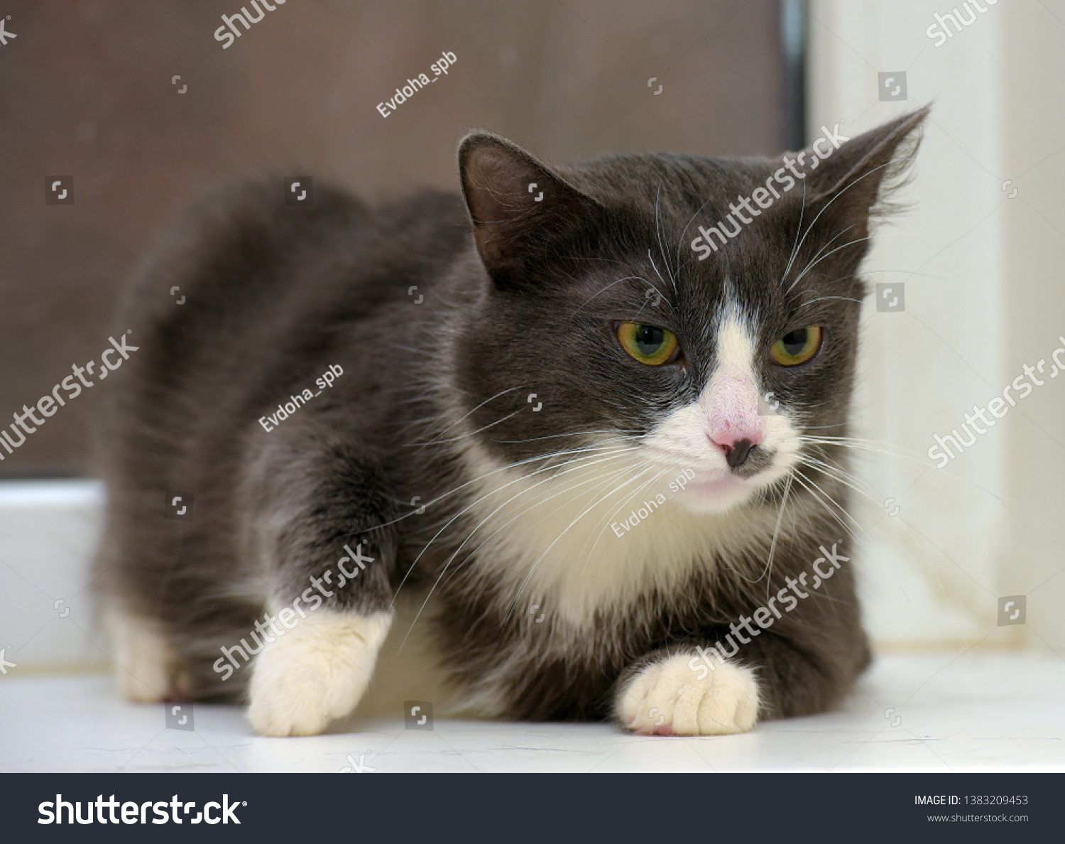 gray with white plump cat portrait #1383209453