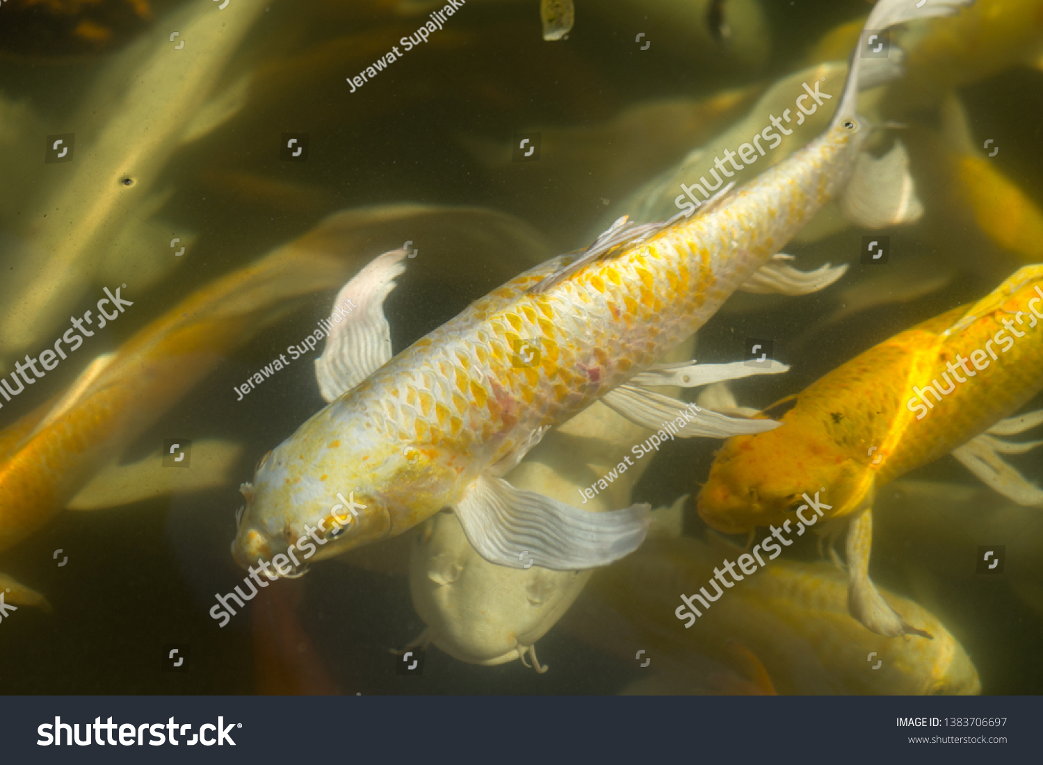 Fancy carp swimming in a pond. Fancy Carps Fish or Koi Swim in Pond, Movement of Swimming and Space. #1383706697