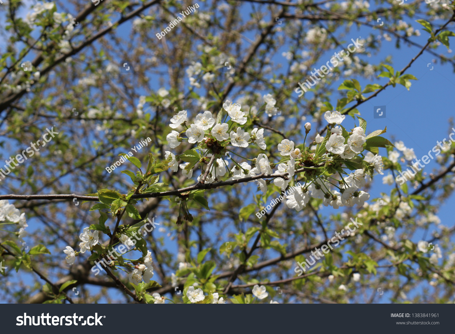 
The fruit tree blooms with delicate fragrant white flowers on a sunny spring day #1383841961