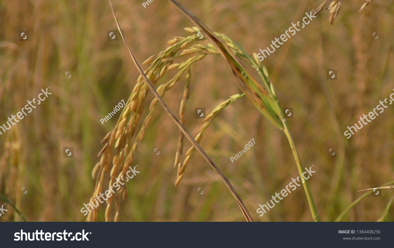 Paddy Grain in Paddy Feild #1384408256