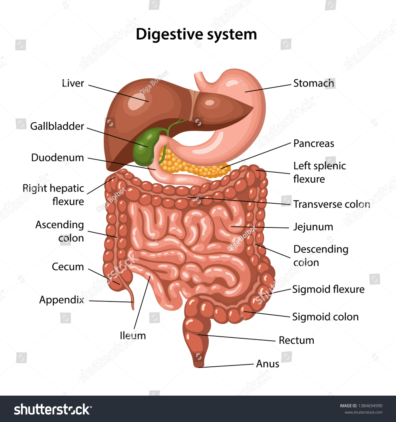 Anatomy of the human digestive system with description of the corresponding internal parts. Anatomical vector illustration in flat style isolated over white background. #1384694990