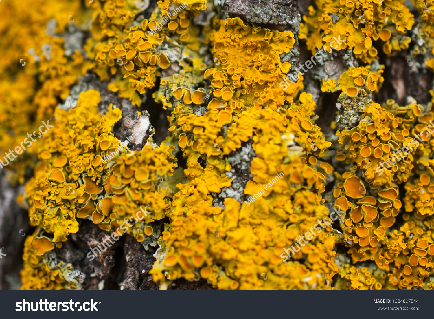 texture of yellow mushrooms on a tree macro #1384807544