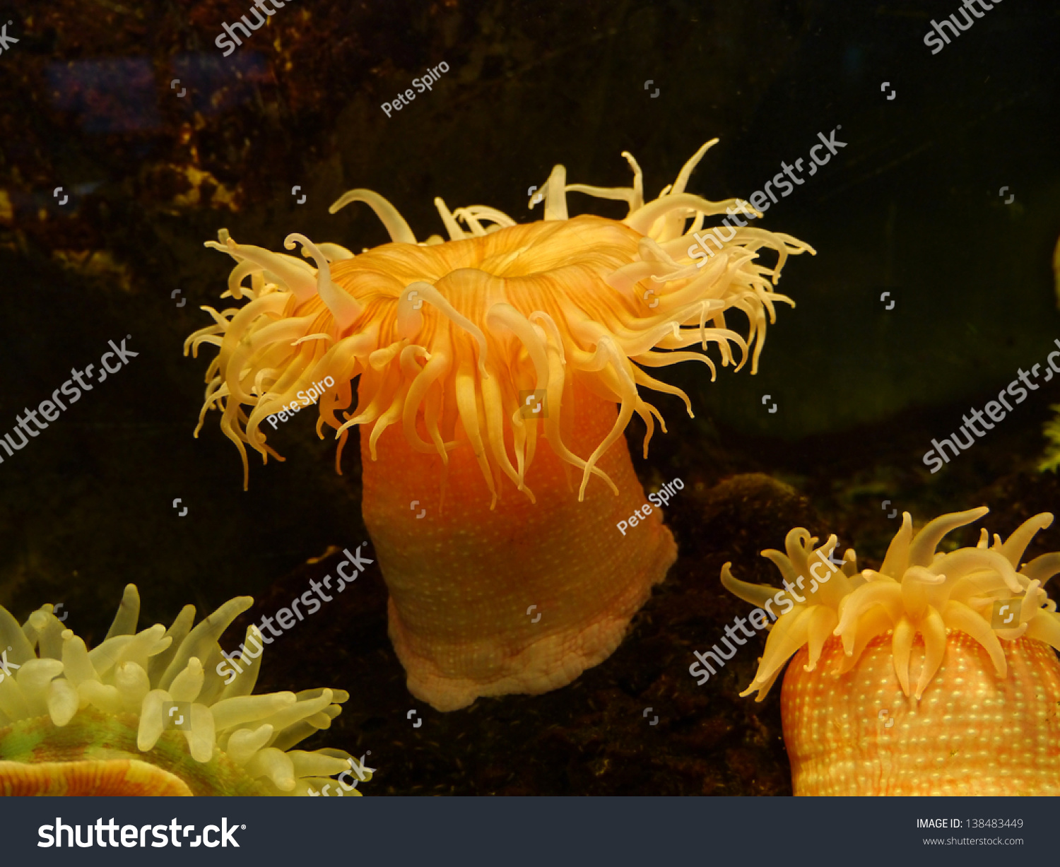 sea anemone #138483449
