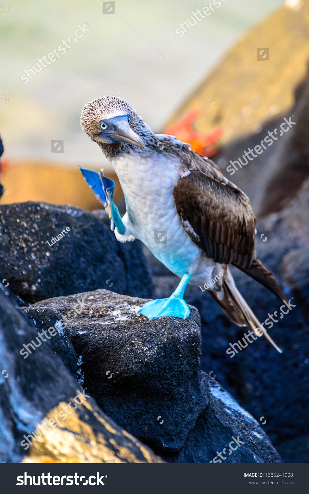 Blue-footed booby in mating ritual on a rock in the Galapagos Islands, Ecuador #1385241908