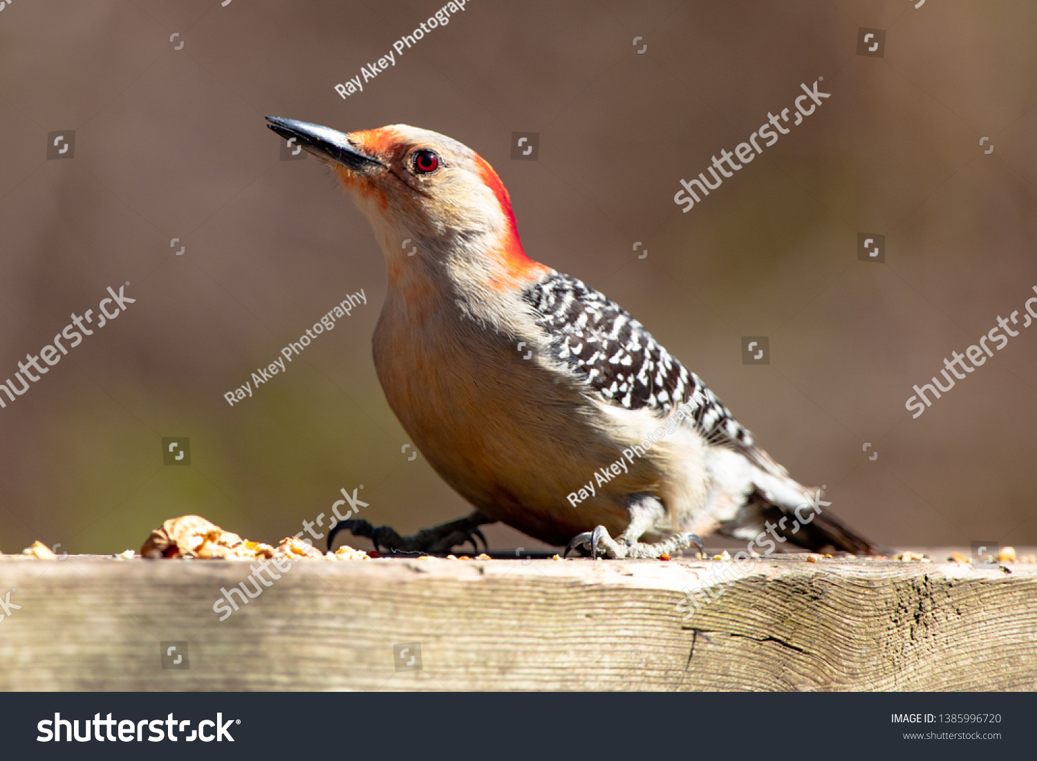 Fauna Avian Colourful Colorful Bird Birds Red Bellied Woodpecker #1385996720