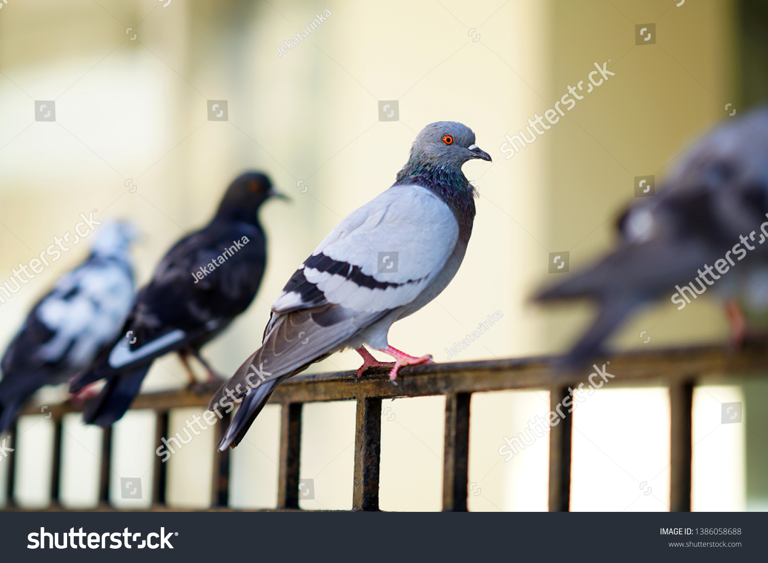 Group of pigeons on a fence in Crete, Greece #1386058688