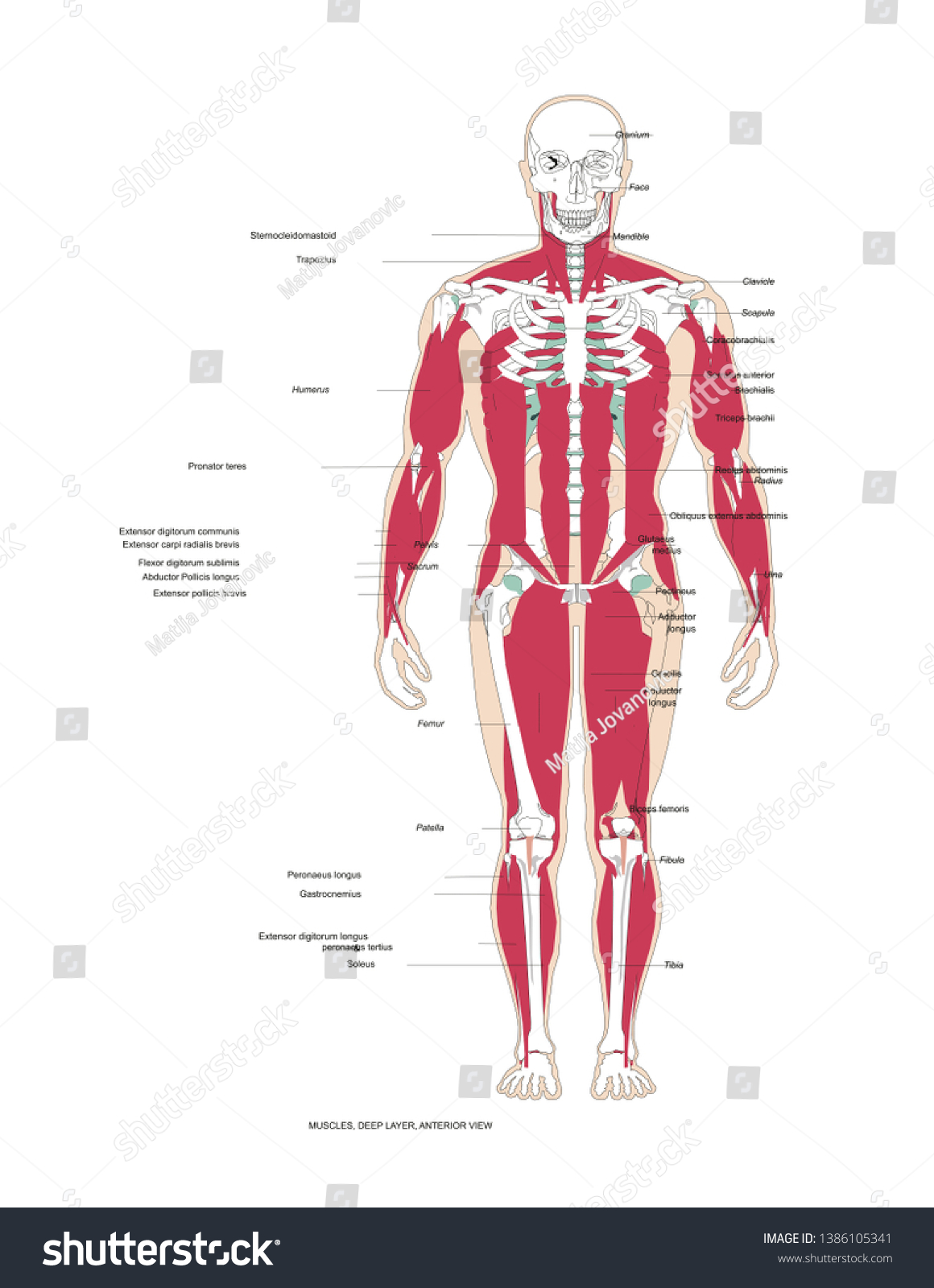 muscles human body anterior view - Royalty Free Stock Vector 1386105341 ...