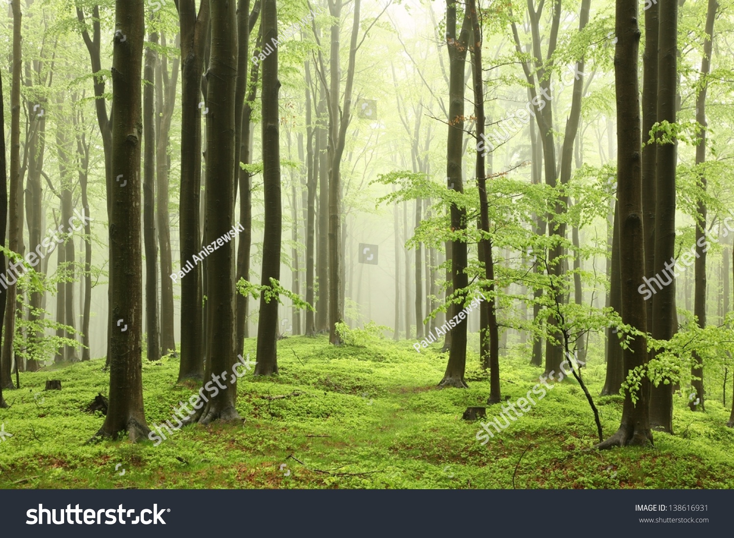 Spring beech forest in the mountains of the southern Polish. #138616931