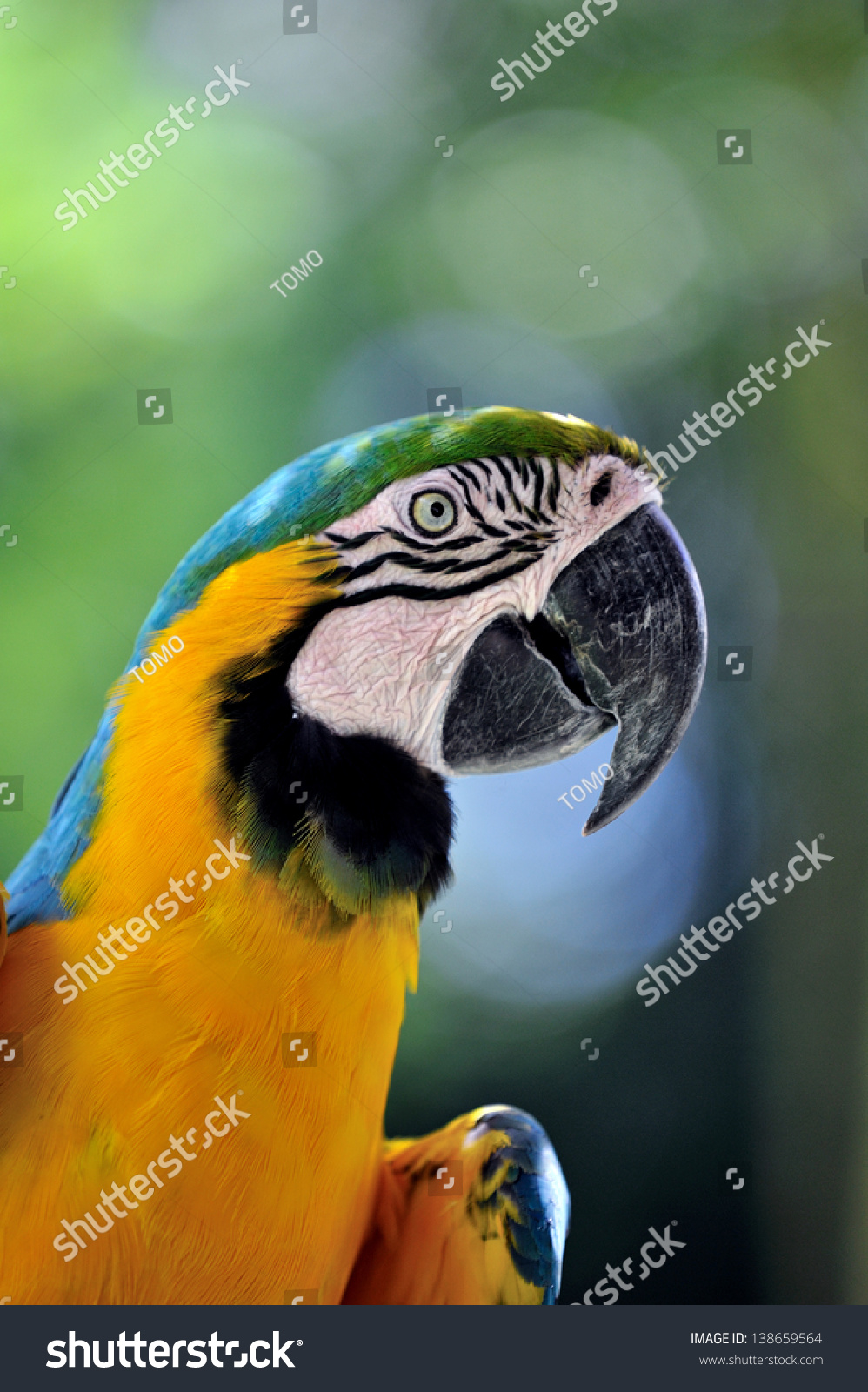 Blue-and-yellow Macaw #138659564