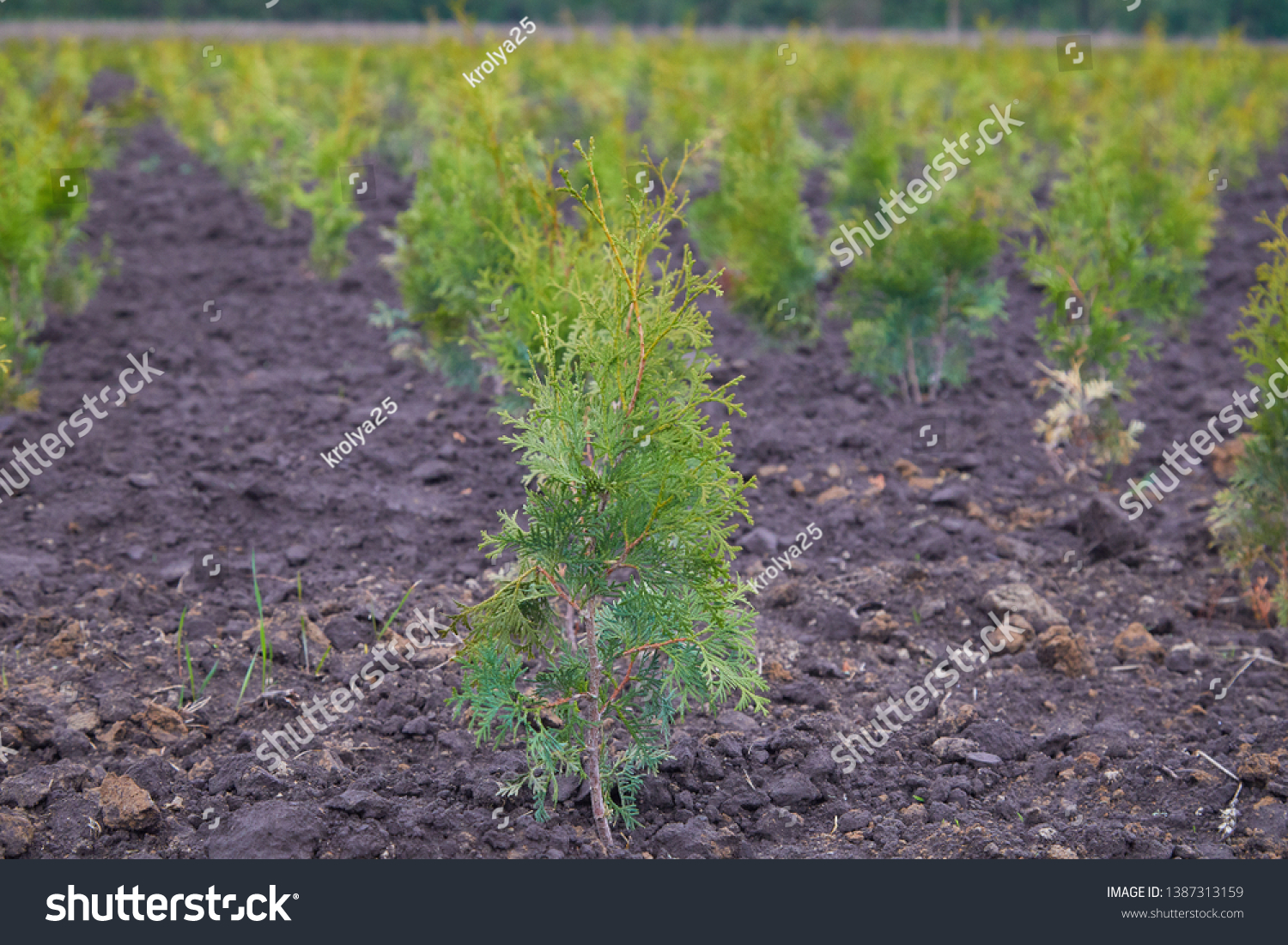 Thuja occidentalis in garden center. Plant nursery. Decorative potted plant at flower shop #1387313159