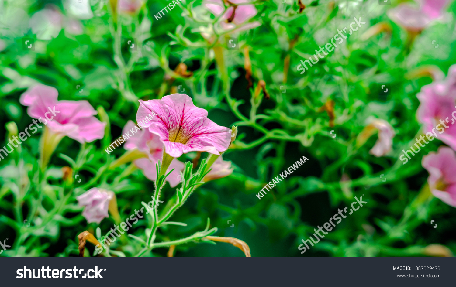 Various flowers that bloom in the summer #1387329473