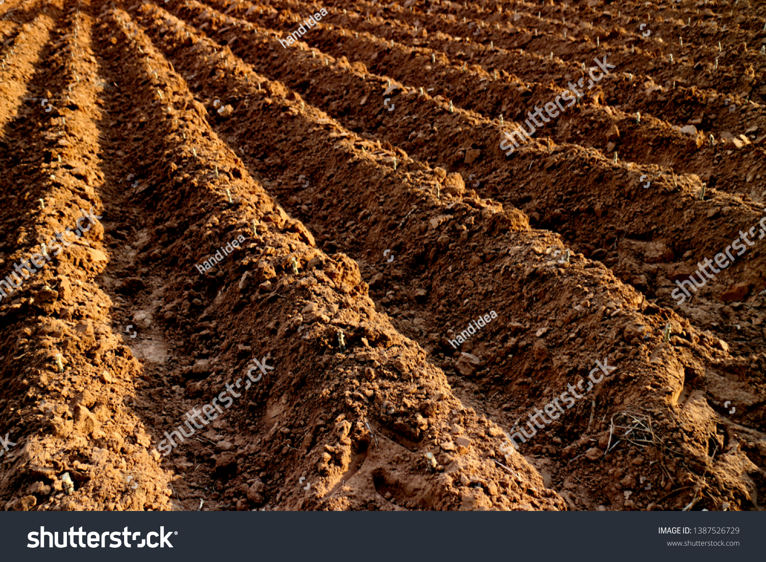 cassava planting plot land, area black soil for cassava plantation farm, landscape agricultural.  #1387526729
