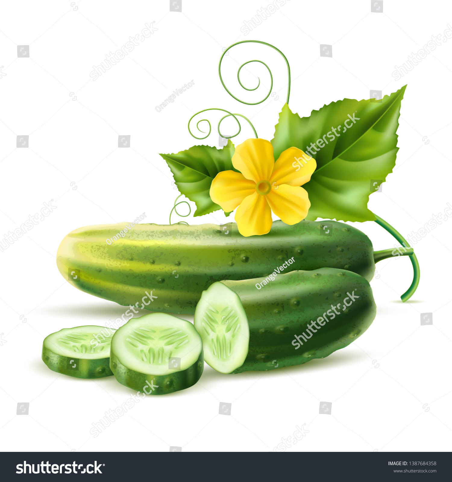 Realistic cucumber with green stem leaves and flower. Vector organic vegetable package design element. Healthy fresh cucumber slices with haulm. Agricultural product, seeds design. #1387684358