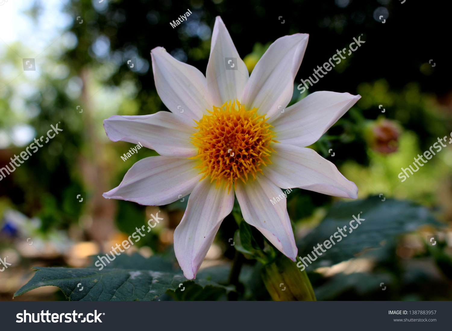 beautiful 9 petal dahlia white flower with yellow pollen and butterfly is on flower along with bee extracting flower juice, mid shot, right shot, center shot, #1387883957