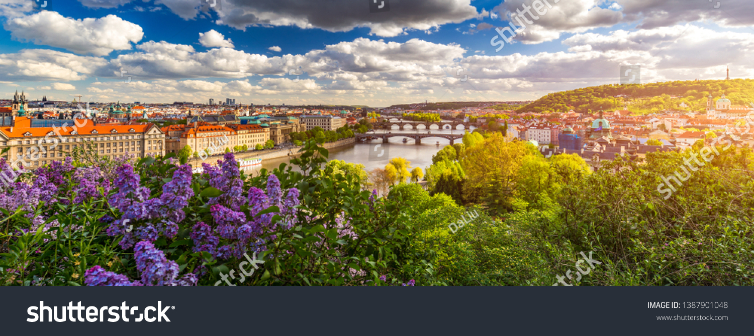 Amazing spring cityscape, Vltava river and old city center with colorful lilac blooming in Letna park, Prague, Czechia. Blooming bush of lilac against Vltava river and Charles bridge, Prague, Czechia. #1387901048