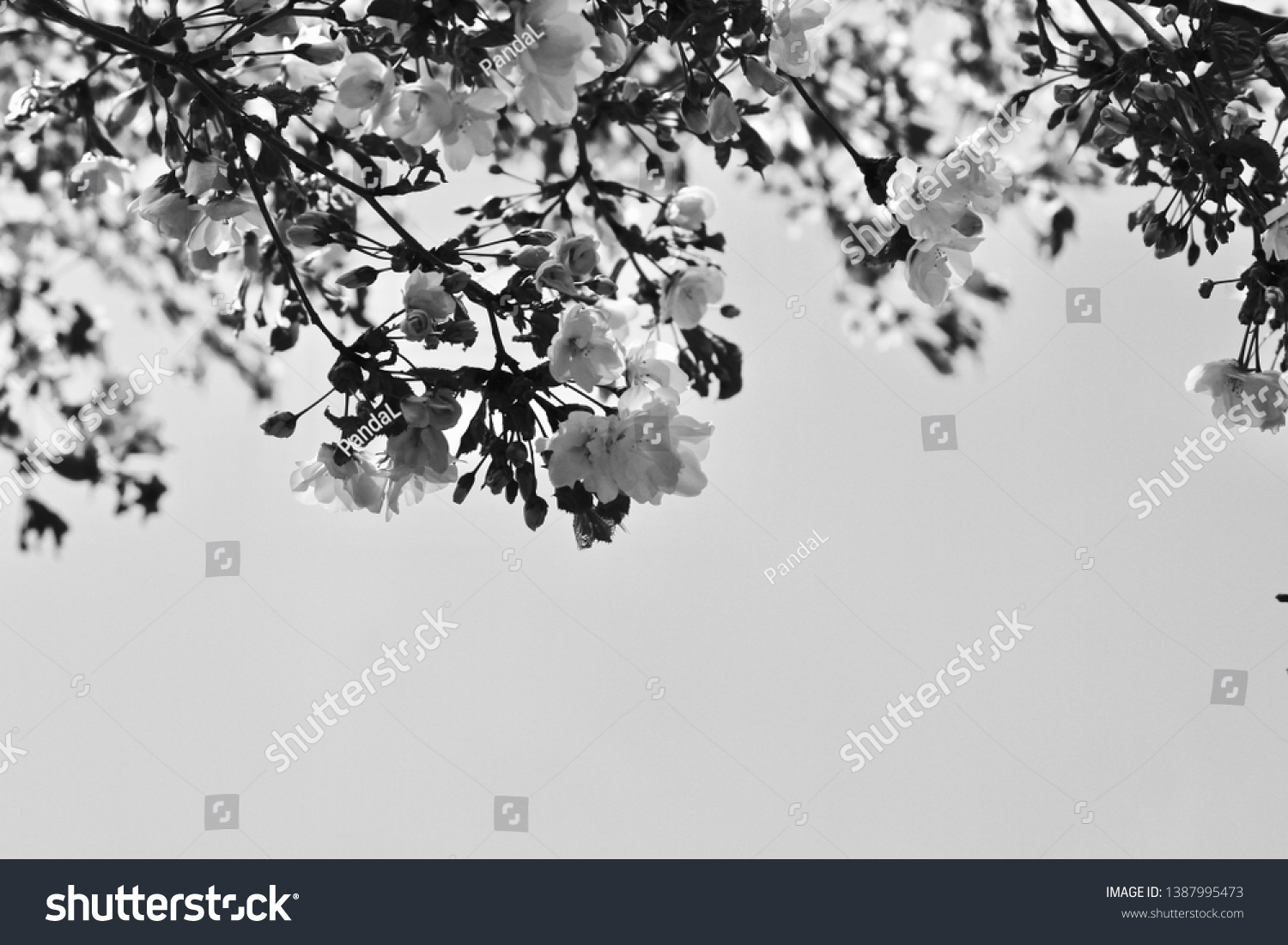 flowering pear white flowers close up black and white #1387995473