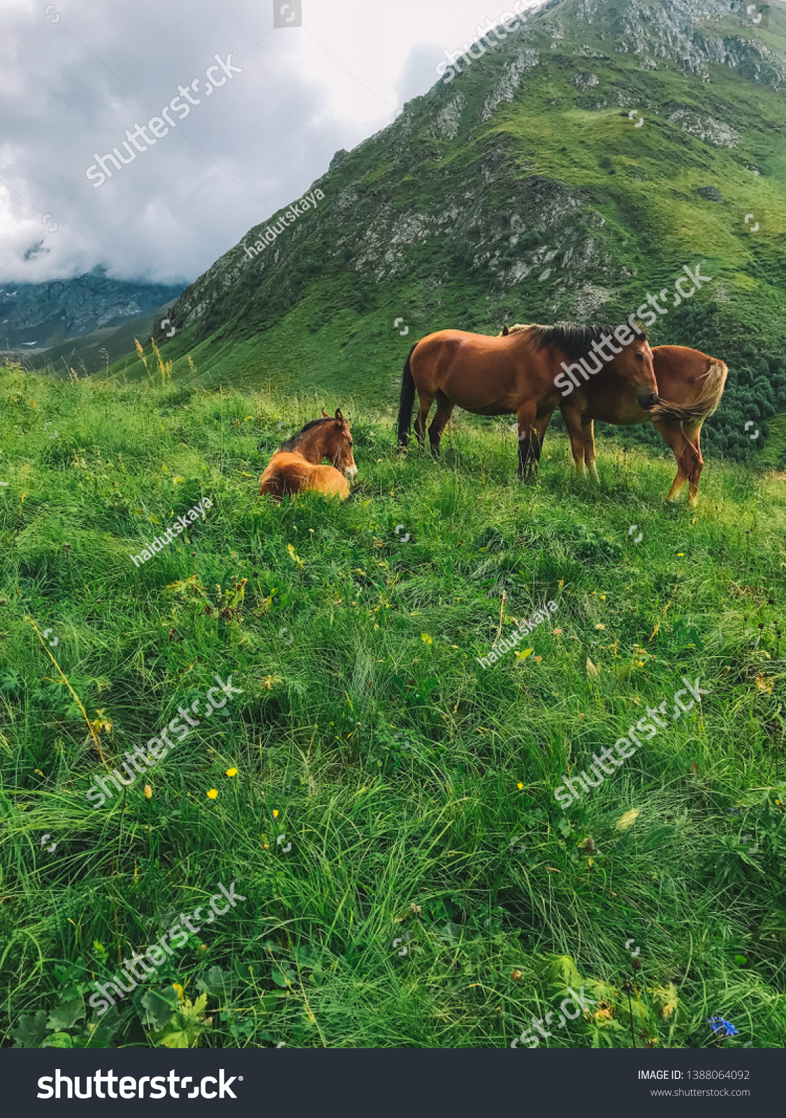 Wild horses in nature, pastures and mountains. mare and cute playful foal in summer mountain pasture.  #1388064092