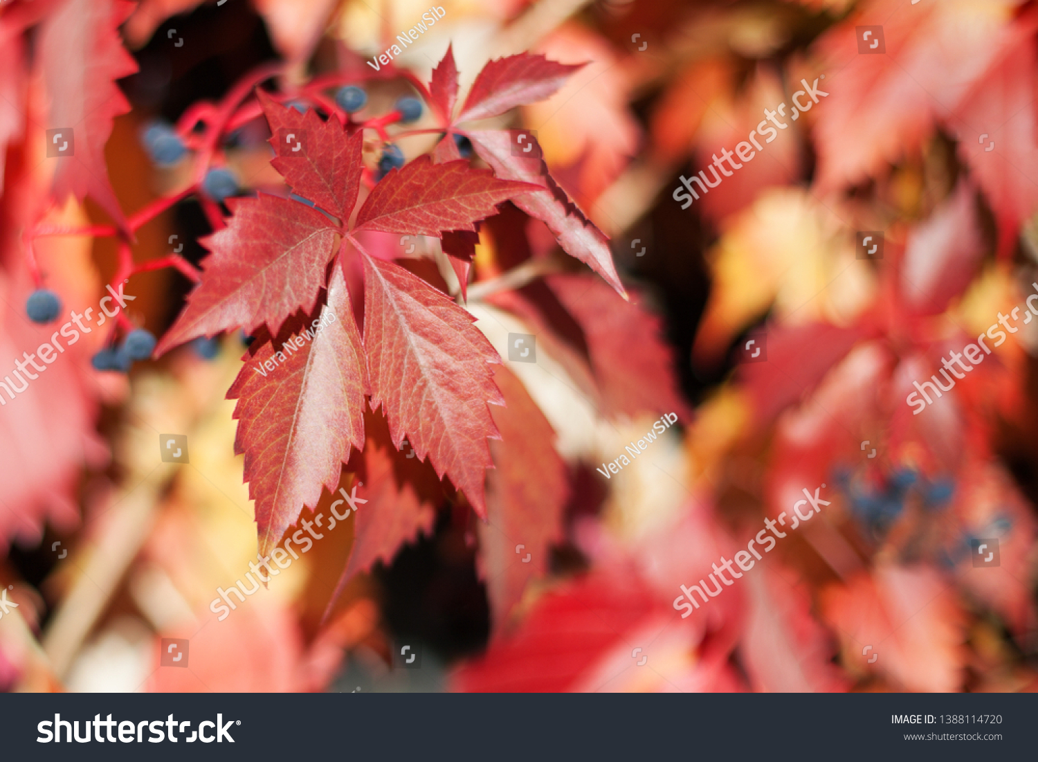 Red girlish grape leaves on blurred foliage background close up, autumn orange leaves pattern macro, warm fall sunny day nature image,  Parthenocissus, Virginia creeper climber plant, copy space #1388114720