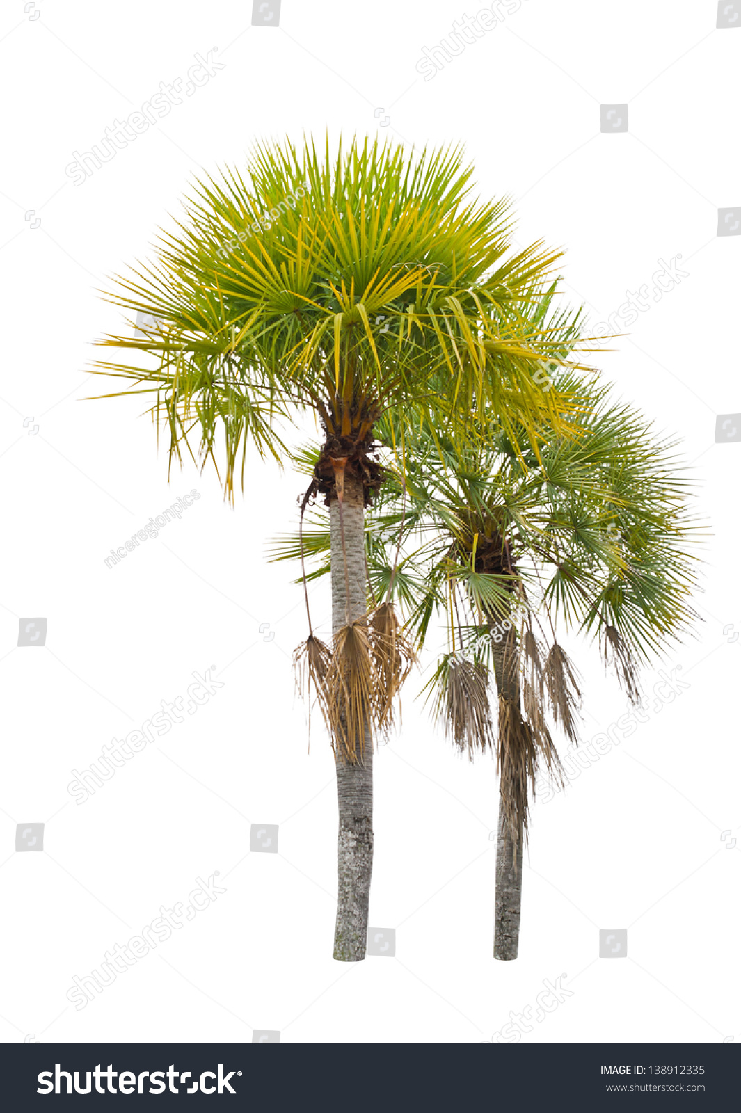 Wax palm(Copernicia Alba)Palm tree isolated on - Royalty Free Stock ...