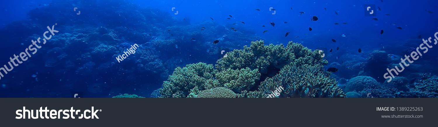 coral reef underwater / sea coral lagoon, ocean ecosystem #1389225263